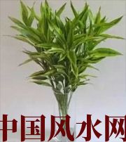 安顺十二生肖养什么植物最旺财运？你知道吗！